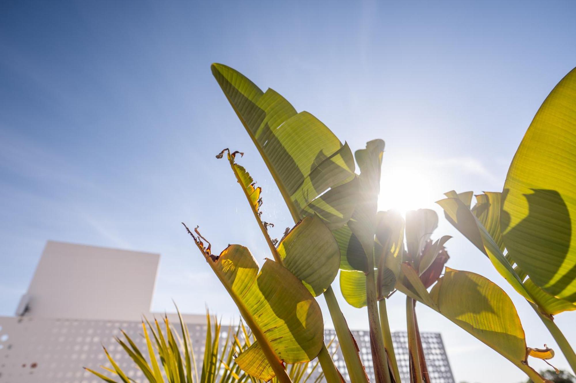Sol I Vida Hotel - Adults Only Porto Cristo Ngoại thất bức ảnh